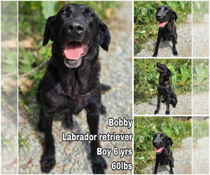 Labrador Retriever Dogs for adoption in Seattle, WA, USA