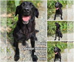 Small Labrador Retriever