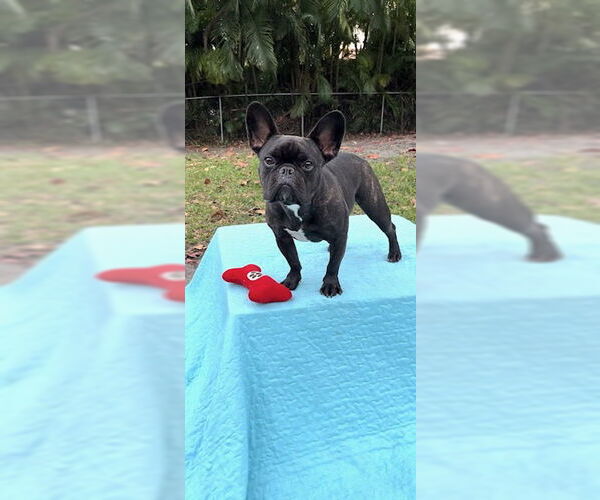 Medium Photo #7 French Bulldog Puppy For Sale in Weston, FL, USA