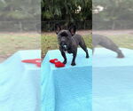 Small #6 French Bulldog