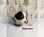 Small Photo #16 Australian Shepherd Puppy For Sale in OLD LYME, CT, USA