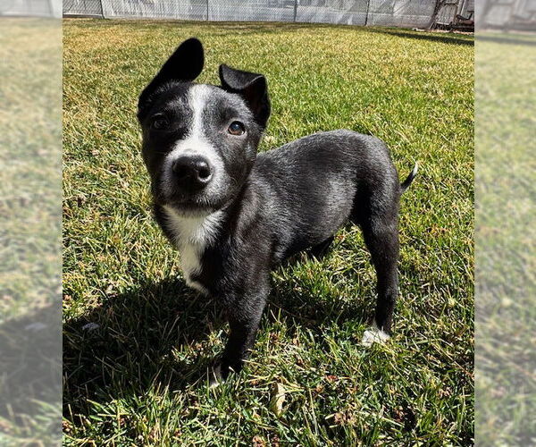 Medium Photo #8 Mutt Puppy For Sale in Sandy, UT, USA