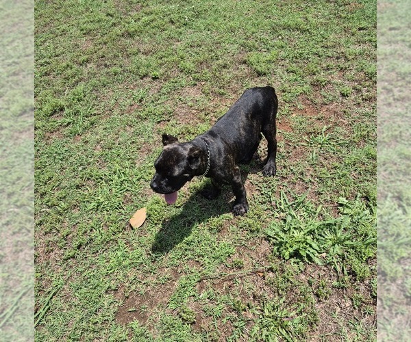 Medium Photo #1 Cane Corso Puppy For Sale in GAFFNEY, SC, USA