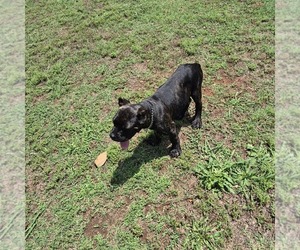 Medium Cane Corso