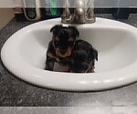 Small Photo #2 YorkiePoo Puppy For Sale in RICHMOND, VA, USA