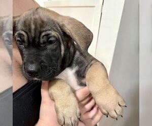 Shepradors Dogs for adoption in San Juan Capistrano, CA, USA