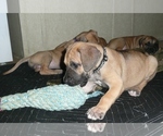 Small Photo #10 Great Dane Puppy For Sale in CONWAY, SC, USA