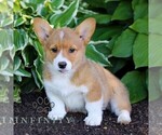 Small #2 Pembroke Welsh Corgi