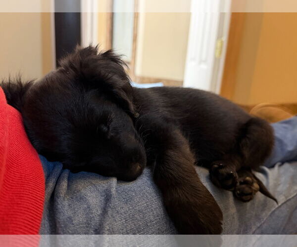 Medium Photo #3 Maltipoo (Miniature) Puppy For Sale in Farmington, MN, USA