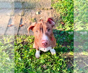 Mutt Dogs for adoption in Spotsylvania, VA, USA