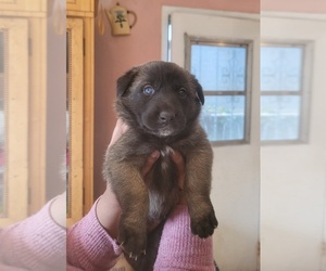 Malinois Puppy for sale in SAN DIEGO, CA, USA