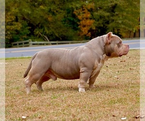 Father of the American Bully puppies born on 08/11/2023