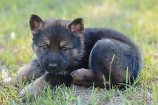 German Shepherd Dog Puppy for sale in SENOIA, GA, USA