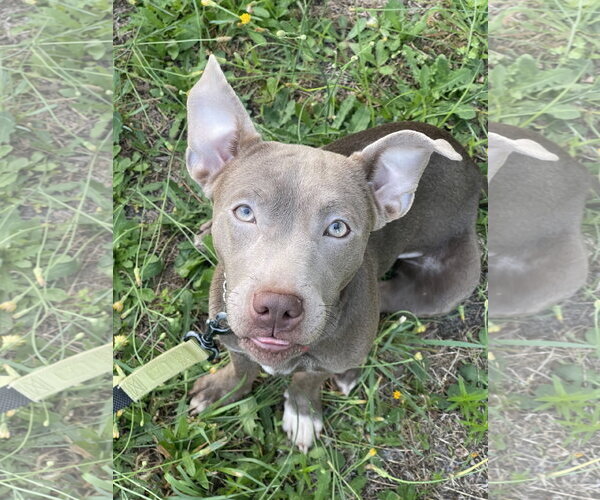 Medium Photo #5 Mutt Puppy For Sale in Mount Laurel, NJ, USA