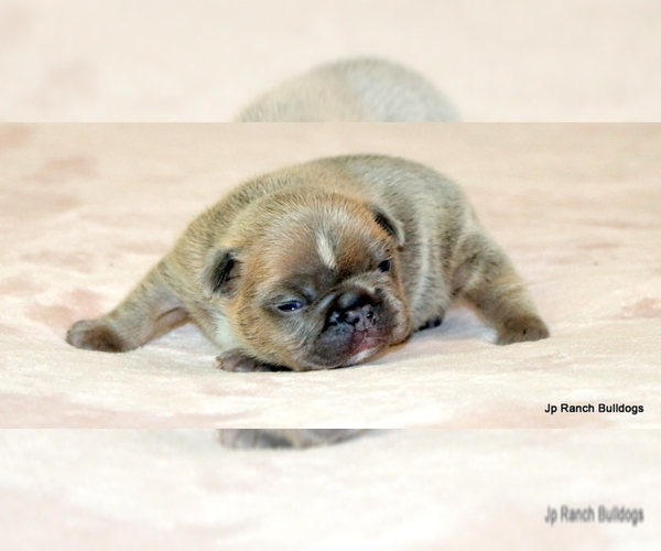 Medium Photo #8 French Bulldog Puppy For Sale in WINNSBORO, TX, USA