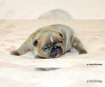 Small Photo #19 French Bulldog Puppy For Sale in WINNSBORO, TX, USA