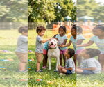 Small #1 American Bulldog