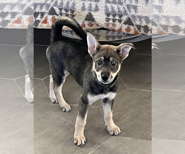 Medium Photo #7 Huskies -Unknown Mix Puppy For Sale in Dana Point, CA, USA