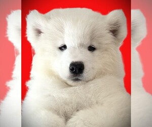 Samoyed Puppy for sale in Bath, Ontario, Canada