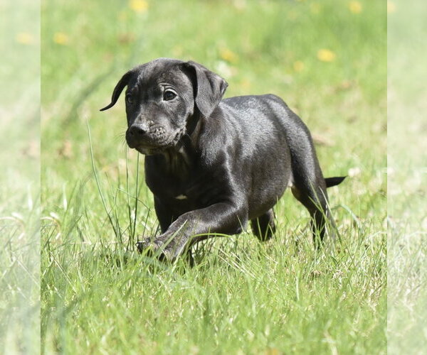 Medium Photo #2 Mutt Puppy For Sale in Mechanicsburg, PA, USA