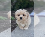 Small #5 Coton de Tulear-Poodle (Toy) Mix