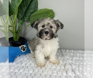 Havanese Puppy for sale in FRANKLIN, IN, USA