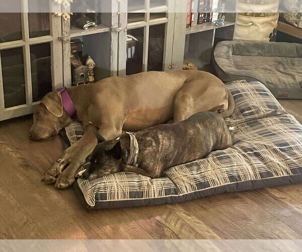 Medium Photo #5 Great Dane Puppy For Sale in Bullard, TX, USA