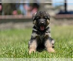 Puppy 0 German Shepherd Dog