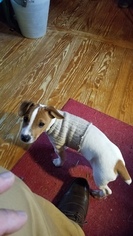 Jack Russell Terrier Puppy for sale in WATERFORD, CT, USA