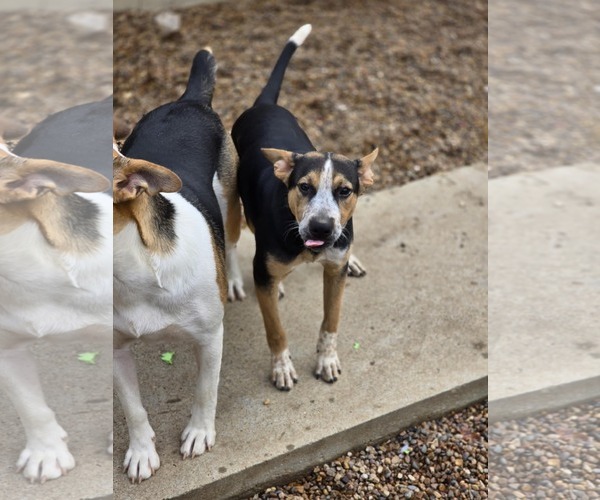 Medium Photo #3 Labrador Retriever Puppy For Sale in Poplar Bluff, MO, USA