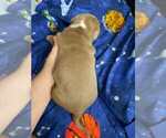 Small Photo #27 American Pit Bull Terrier Puppy For Sale in DANNEBROG, NE, USA