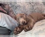 Small Photo #9 Labrador Retriever Puppy For Sale in LEASBURG, MO, USA