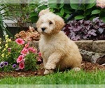 Small Photo #2 Poodle (Toy) Puppy For Sale in NAPPANEE, IN, USA