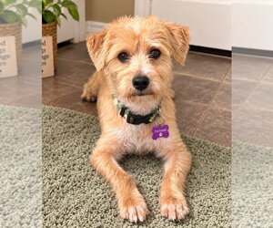 Mutt Dogs for adoption in Euless, TX, USA