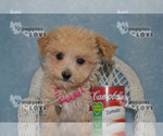 Small Photo #13 Maltipoo Puppy For Sale in SANGER, TX, USA