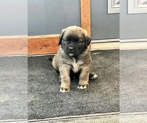 Mastiff Puppy for sale in KEWANNA, IN, USA