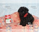 Small #12 Poodle (Toy)
