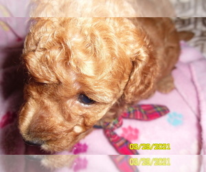 Poodle (Toy) Puppy for sale in DULUTH, GA, USA