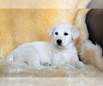 Small Photo #13 Labrador Retriever-Samoyed Mix Puppy For Sale in SUGAR CITY, ID, USA