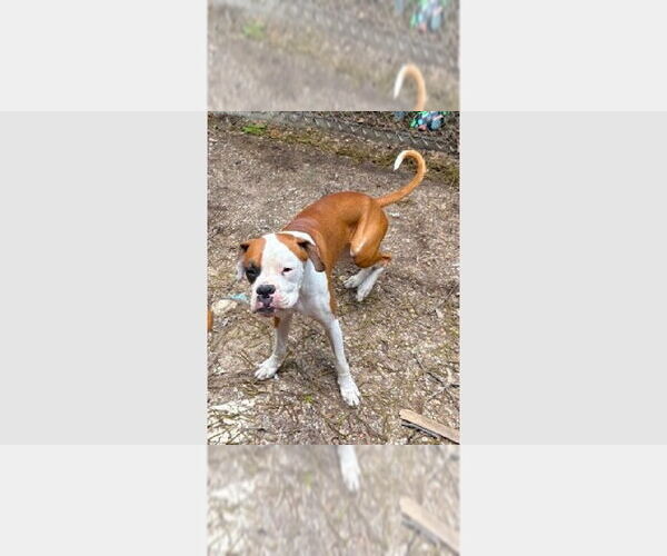 Medium Photo #1 Boxer Puppy For Sale in Austin, TX, USA