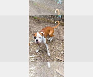 Boxer Dogs for adoption in Austin, TX, USA