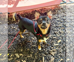 Chipin Dogs for adoption in Lawrenceville, NJ, USA