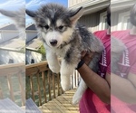 Small Photo #69 Siberian Husky Puppy For Sale in KANSAS CITY, MO, USA