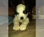 Small Photo #13 Saint Bernard Puppy For Sale in SPENCERVILLE, IN, USA