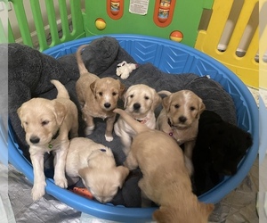 Goldendoodle Puppy for sale in CHATT HILLS, GA, USA