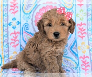 Goldendoodle Puppy for sale in LANCASTER, PA, USA