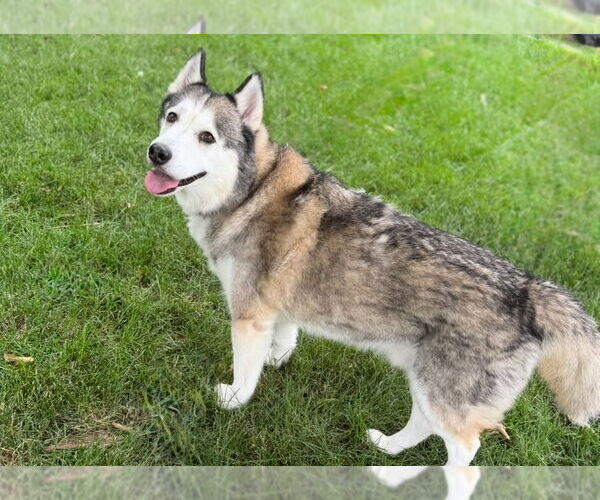 Medium Photo #6 Huskies -Unknown Mix Puppy For Sale in Omaha, NE, USA