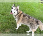 Small #5 Huskies  Mix
