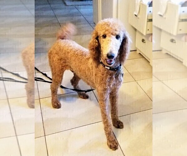 Full screen Photo #1 Goldendoodle-Poodle (Standard) Mix Puppy For Sale in ROSCOE, IL, USA