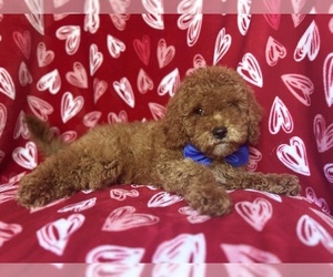 Cock-A-Poo Puppy for sale in LAKELAND, FL, USA